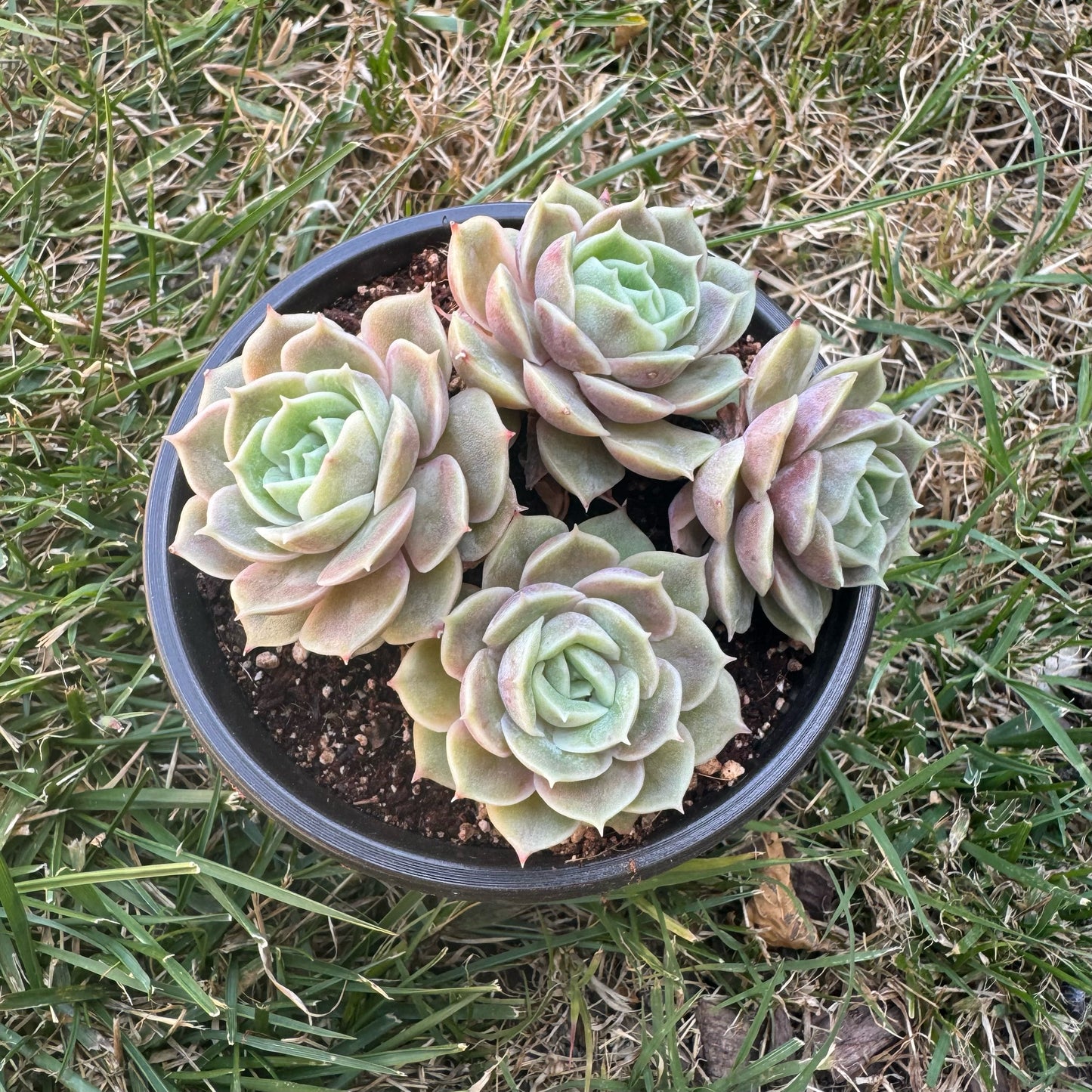 Echeveria Onslow