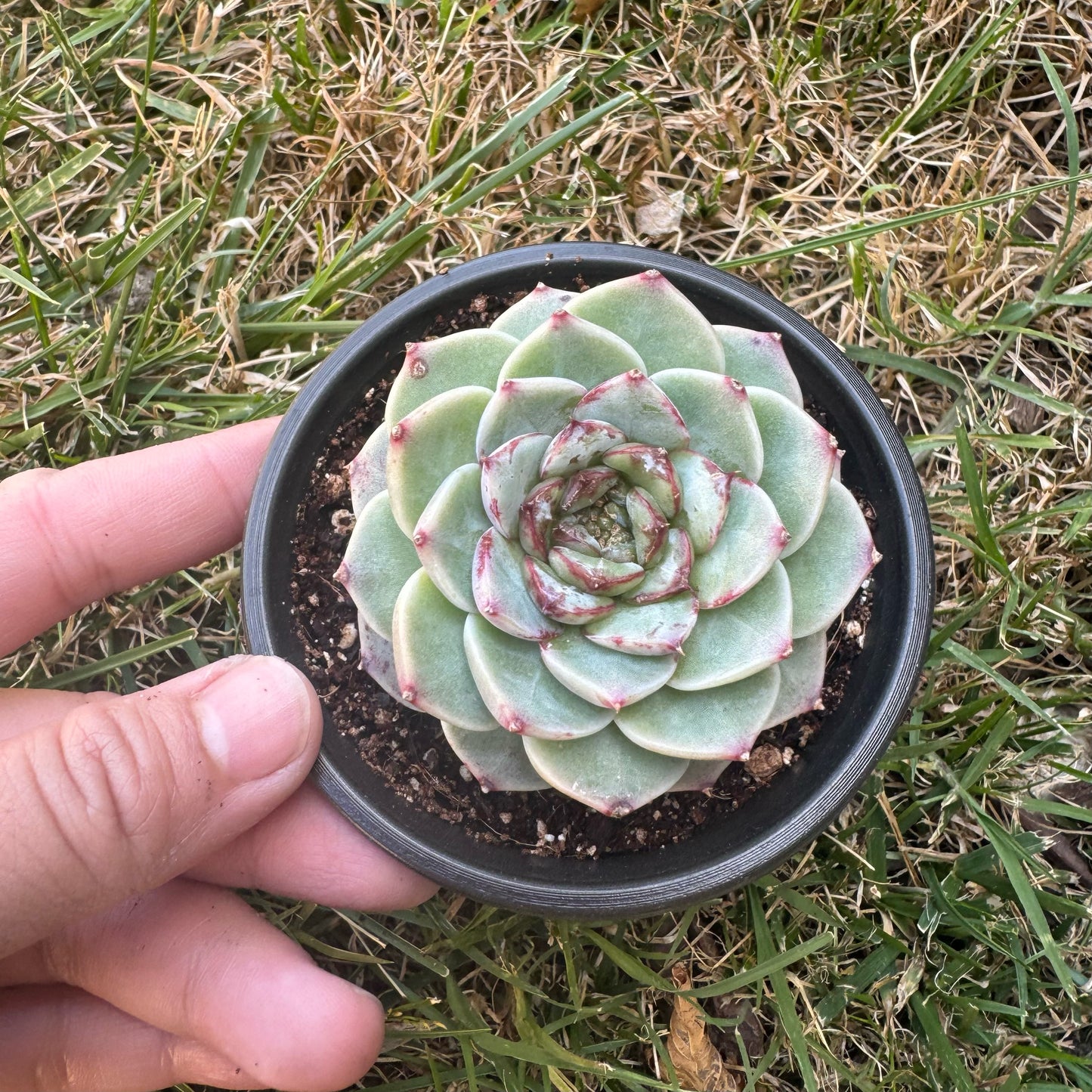 Echeveria Red Velvet