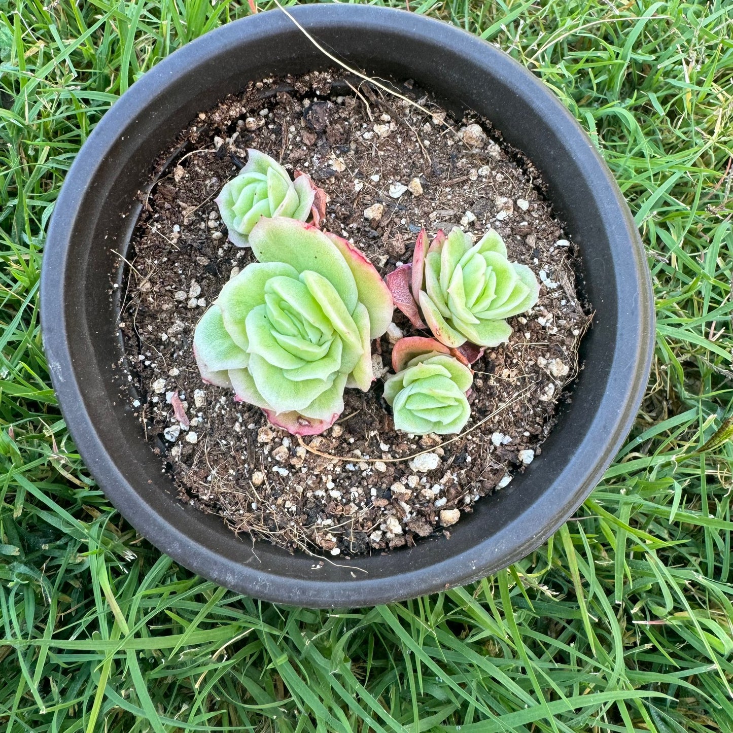 Echeveria Ice Rose Variegated