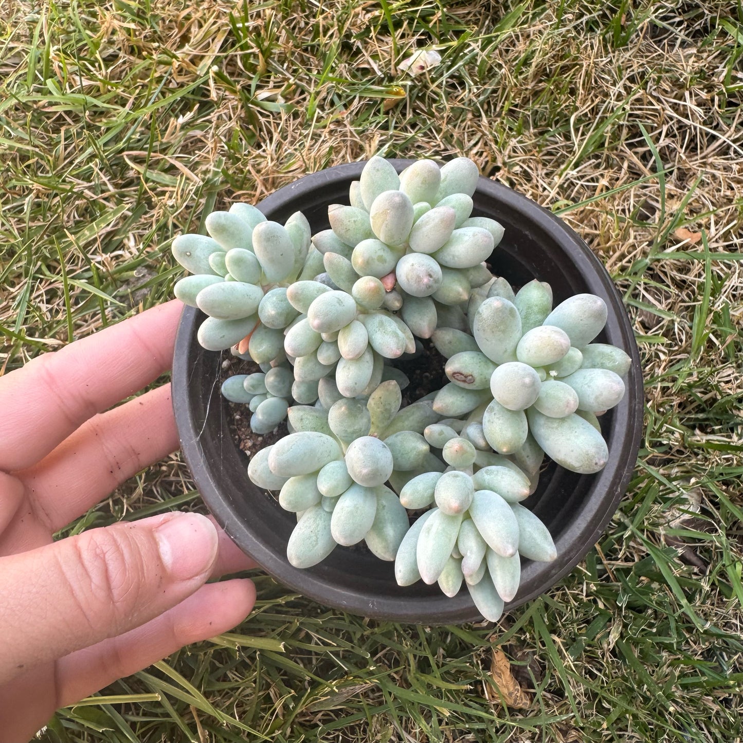 Pachyphytum Baby Finger