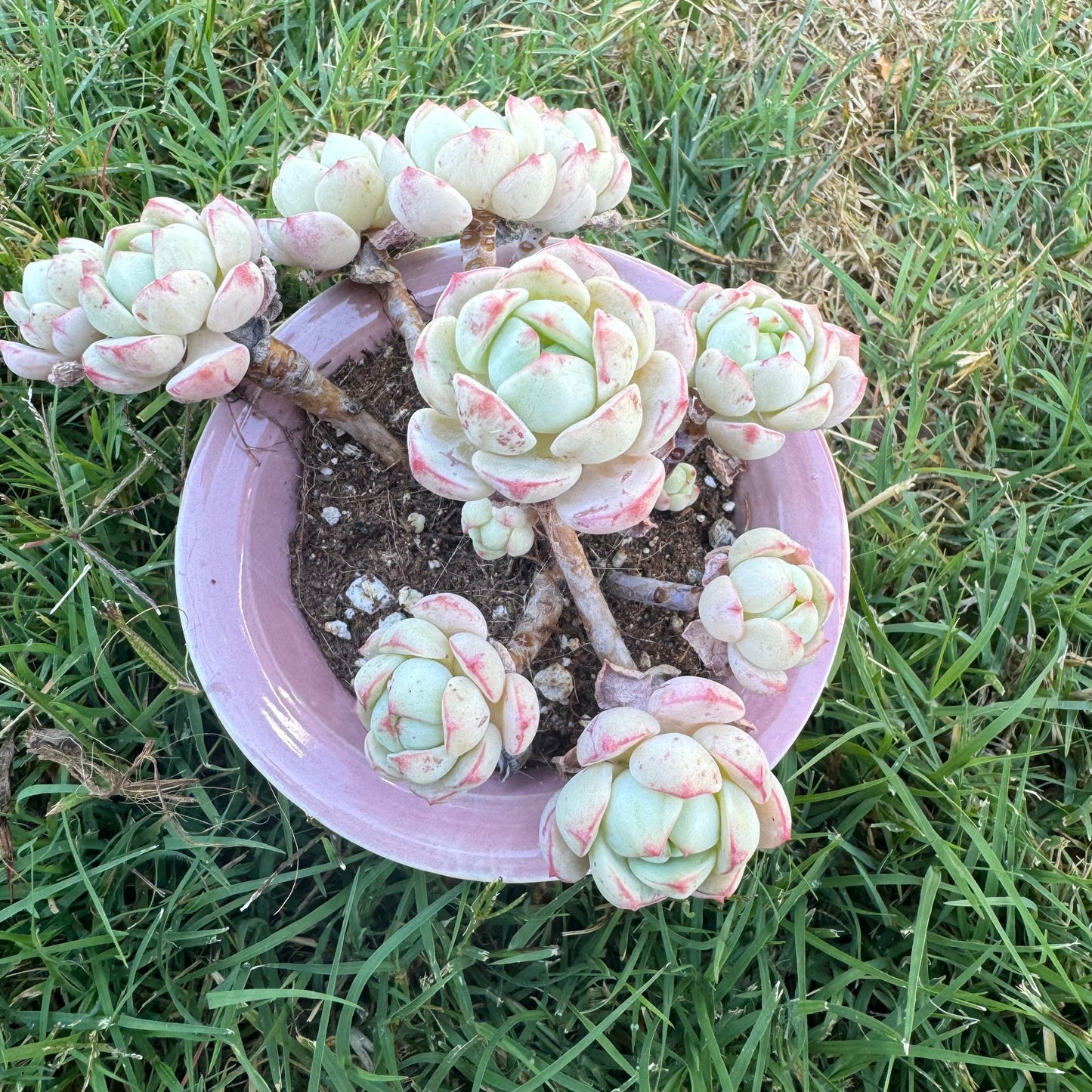 Sedeveria “Pudgye”