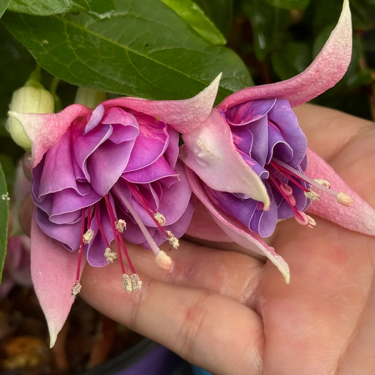 Fuchsia Plant