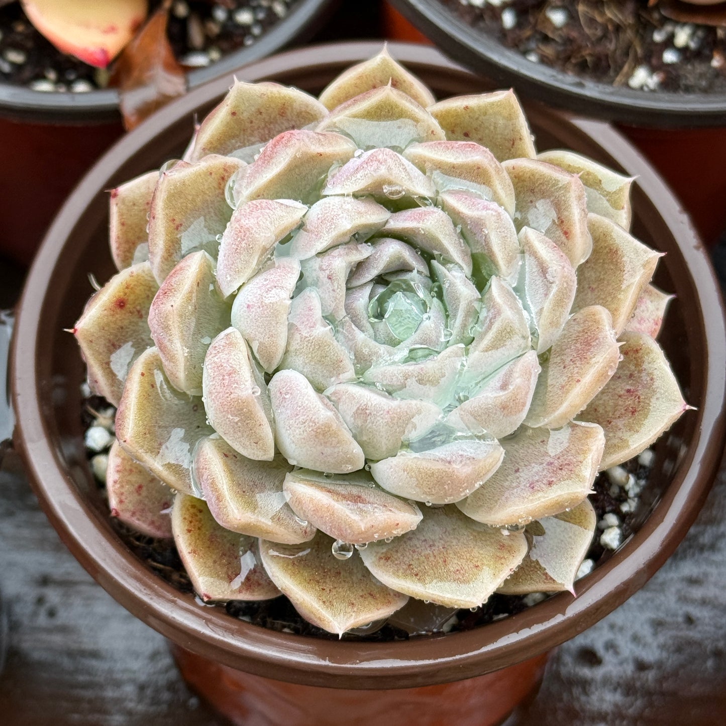 Echeveria Helena