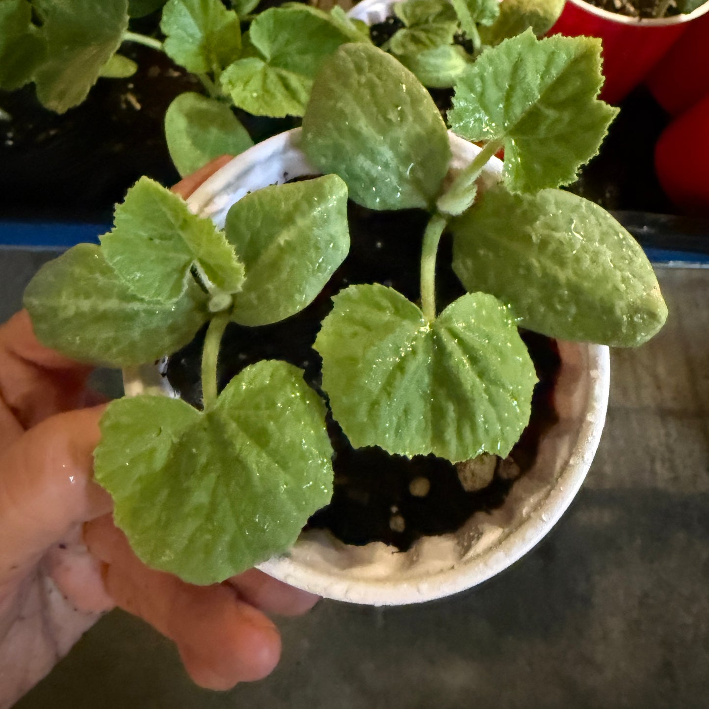 Pumpkin Seedlings