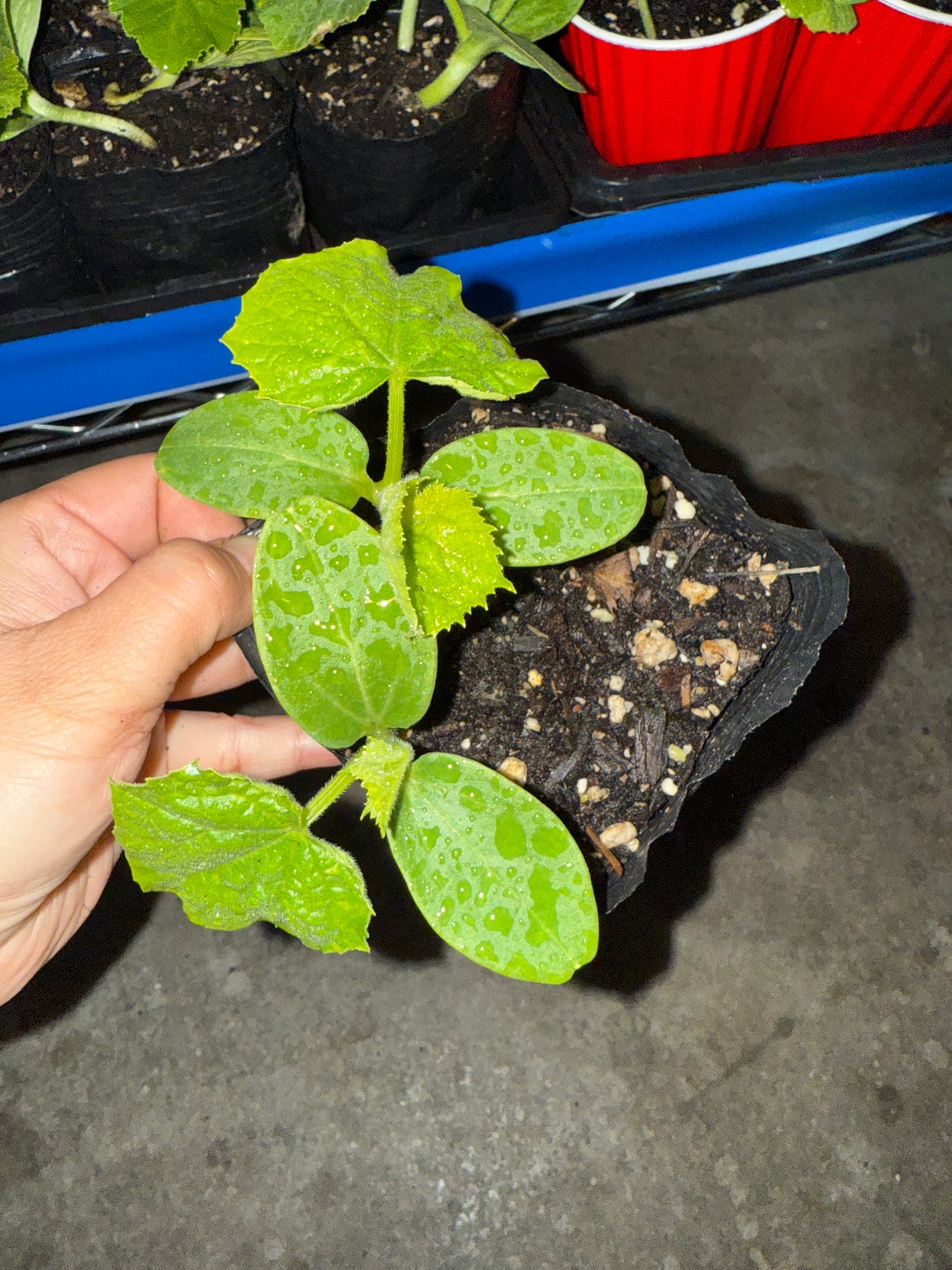 Cucumber Seedlings