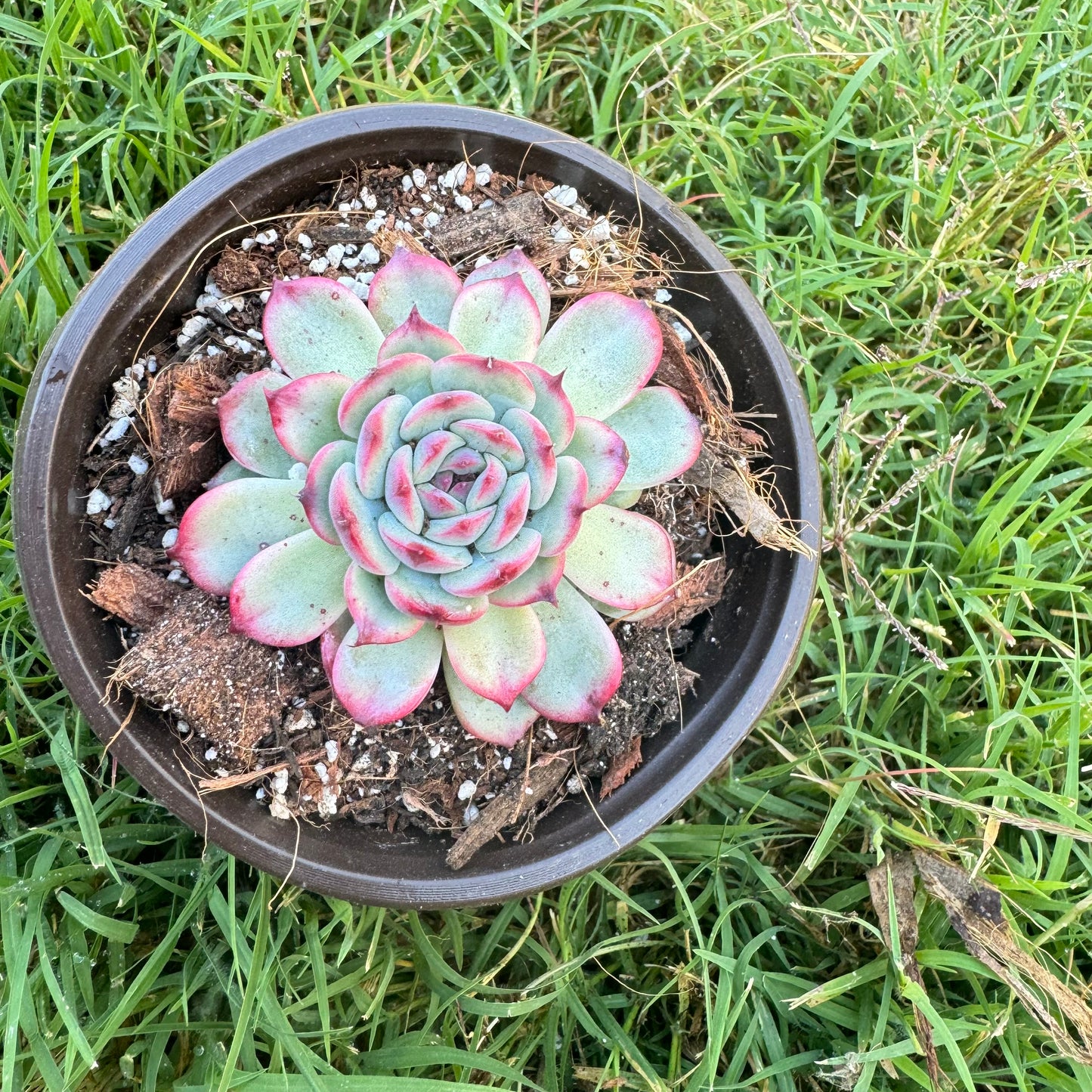 Echeveria Marcel