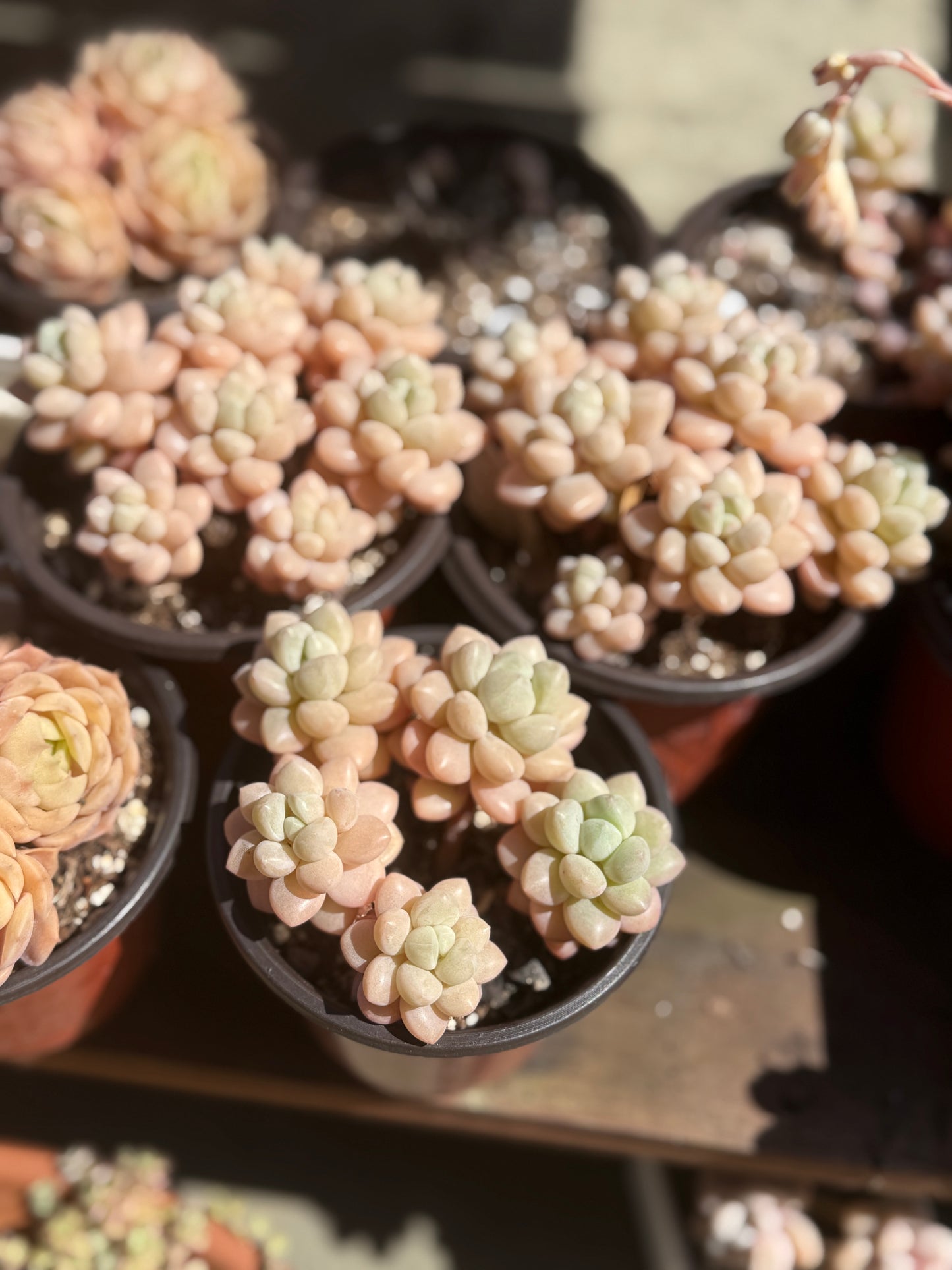 Graptopetalum “Bubble Candy”