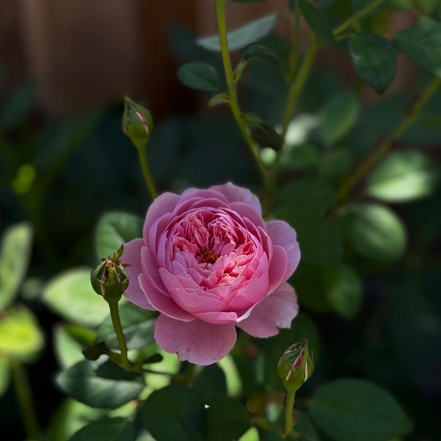 Own-Root Rose Collections -- Part 1