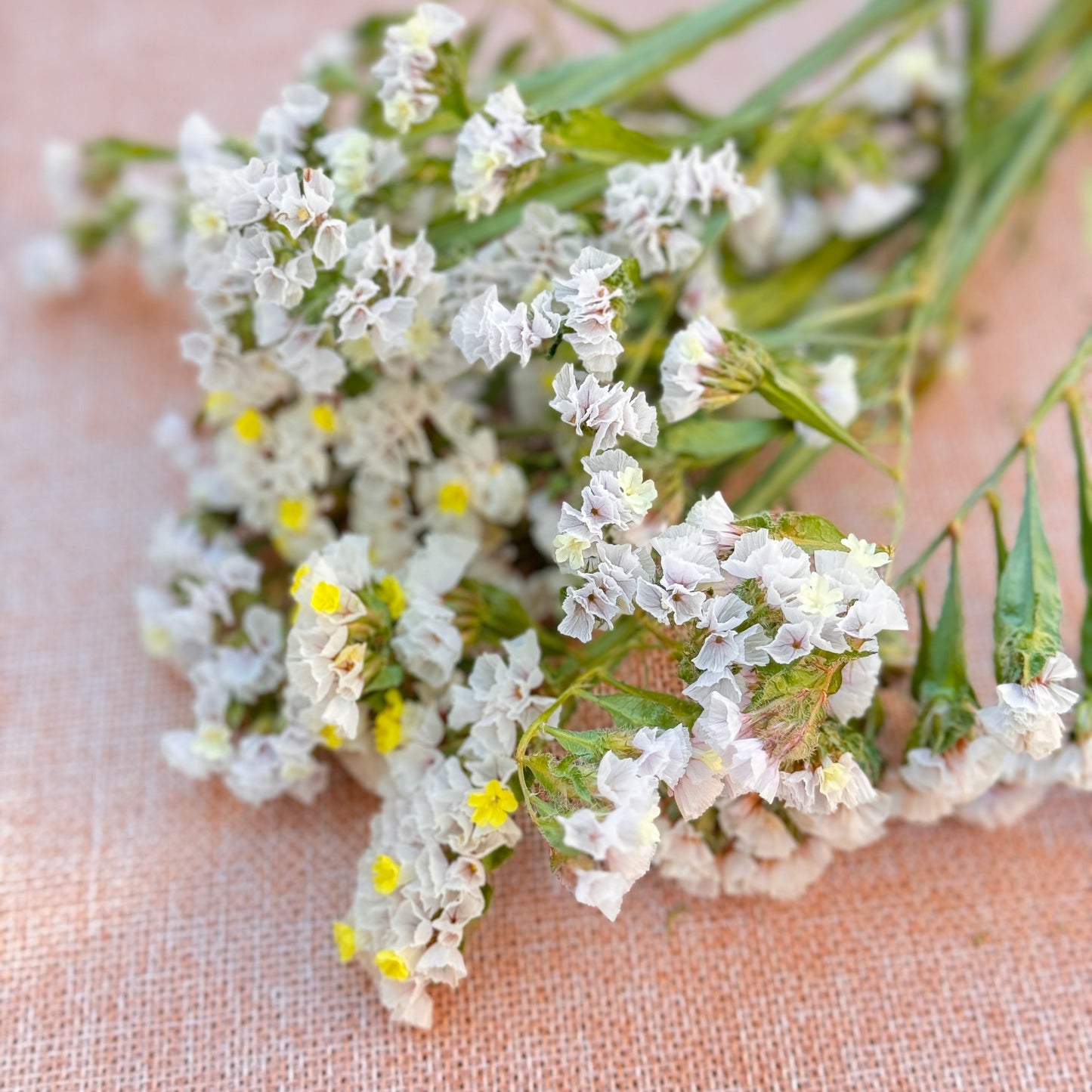Statice Flower Seedlings