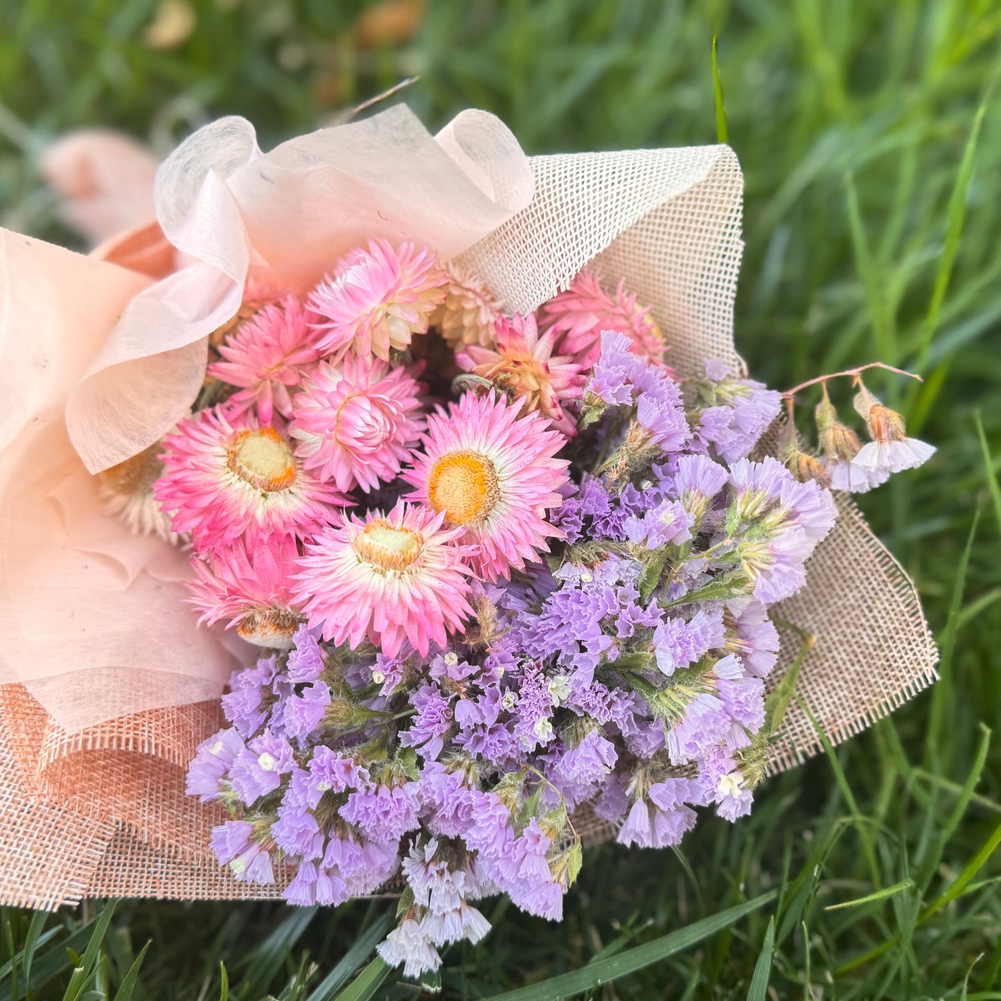 Strawflower Seedlings