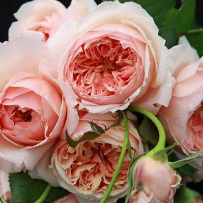 Own-Root Rose Collections -- Part 1