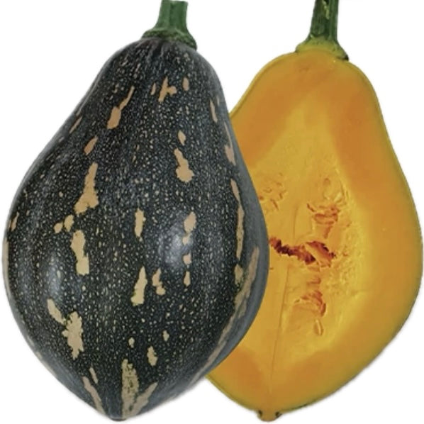 Pumpkin Seedlings