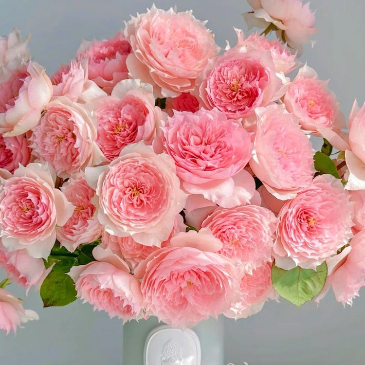 Own-Root Rose Collections -- Part 1