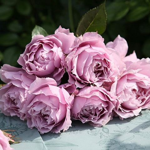 Own-Root Rose Collections -- Part 1
