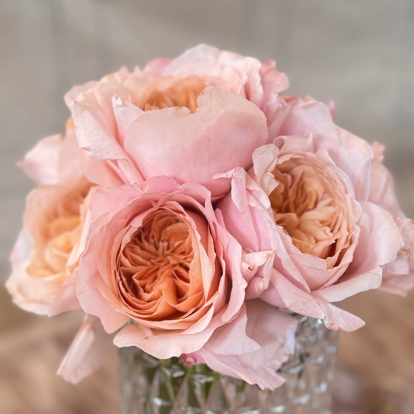 Own-Root Rose Collections -- Part 1