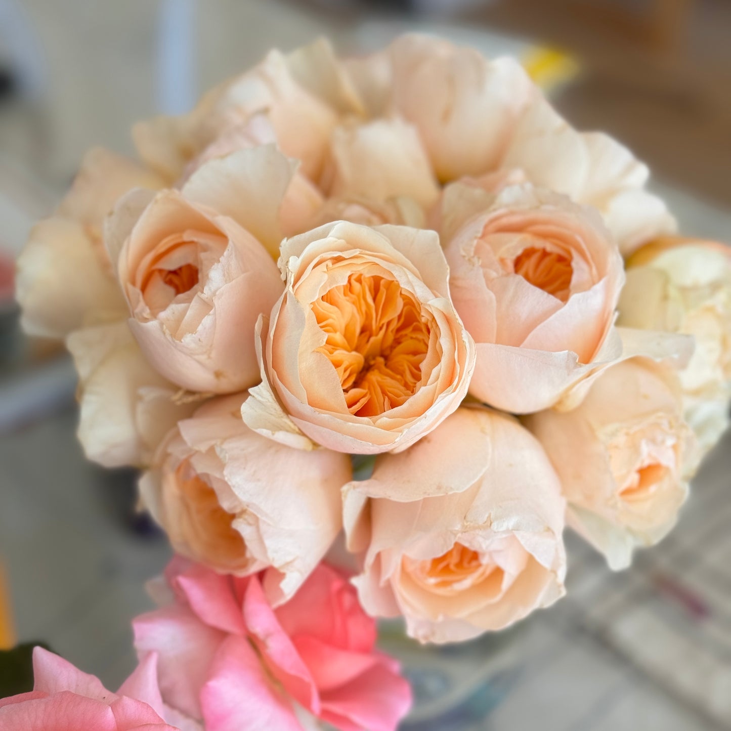 Own-Root Rose Collections -- Part 1