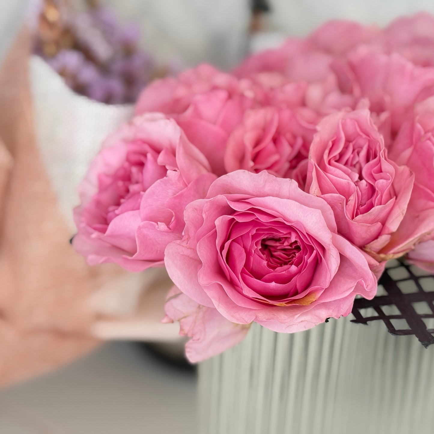 Own-Root Rose Collections -- Part 1