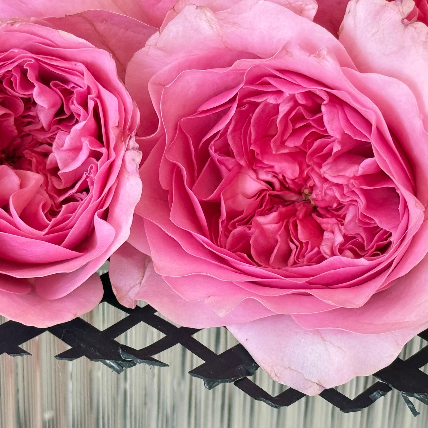 Own-Root Rose Collections -- Part 1