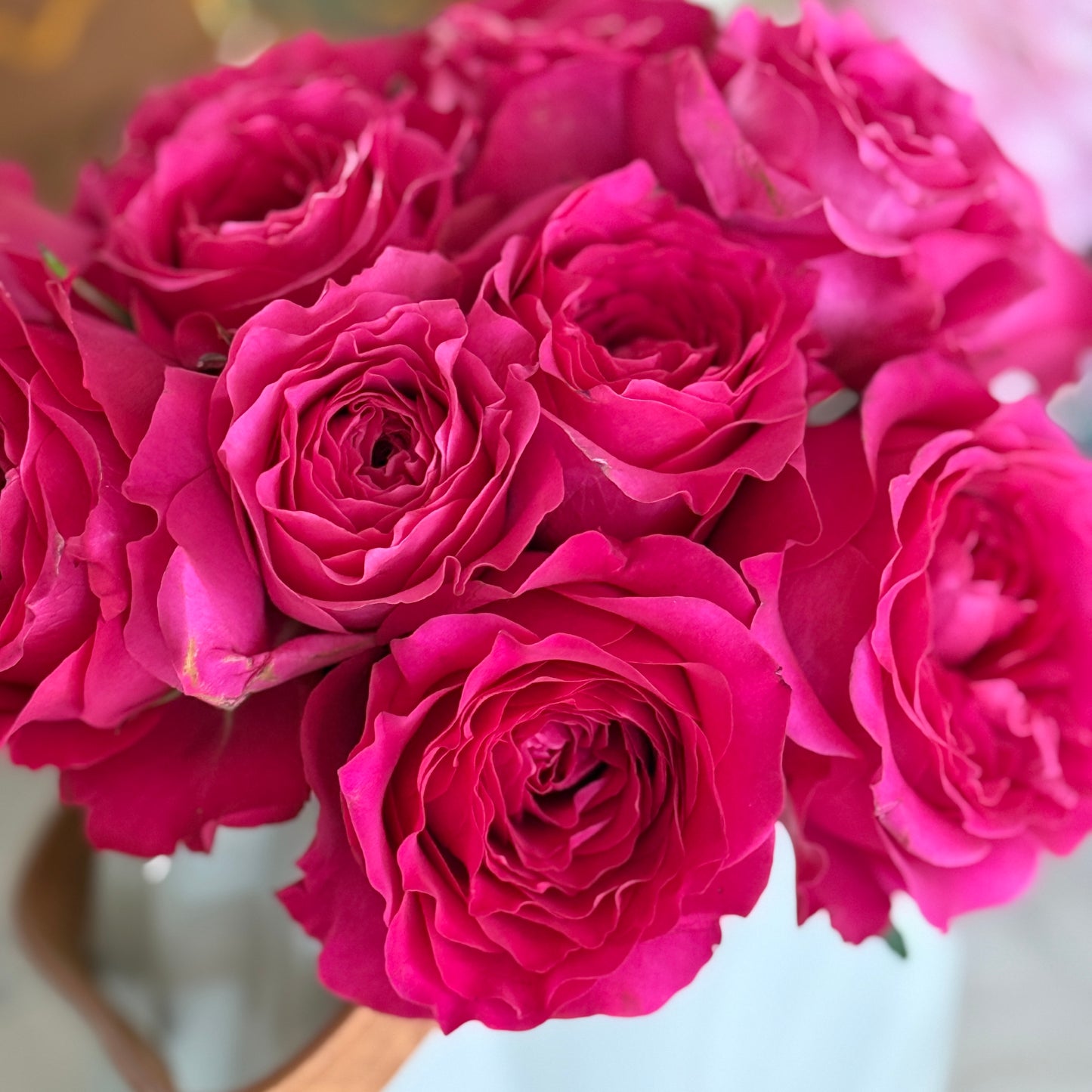 Own-Root Rose Collections -- Part 1