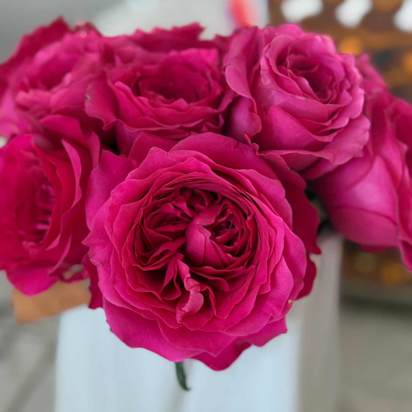 Own-Root Rose Collections -- Part 1