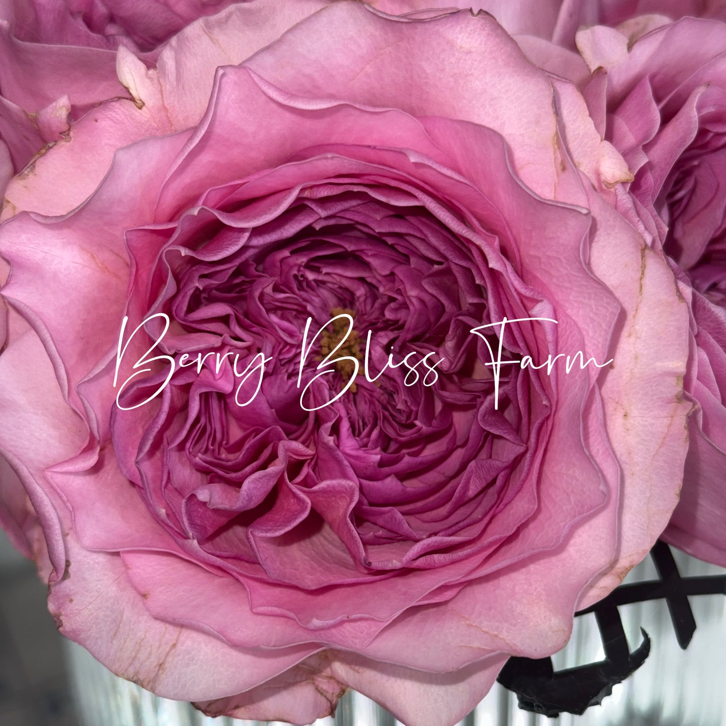 Own-Root Rose Collections -- Part 1