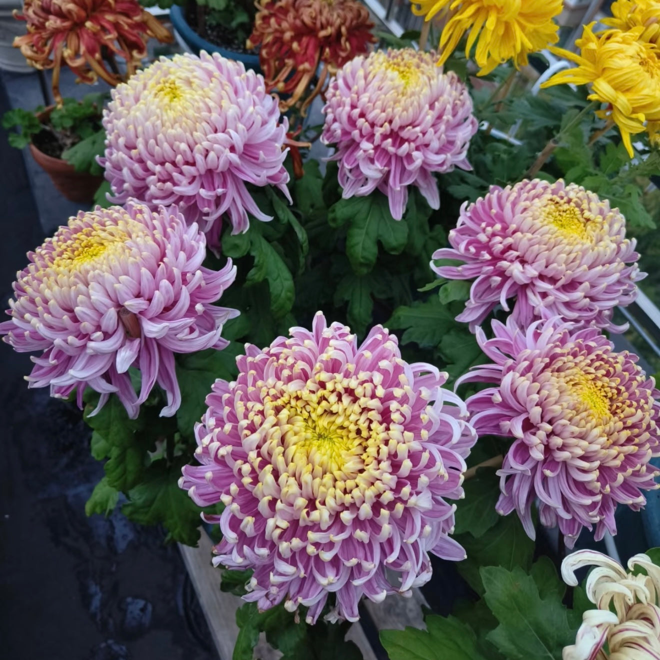 Large Mum Collections