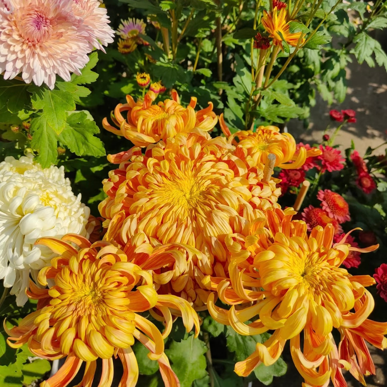Large Mum Collections