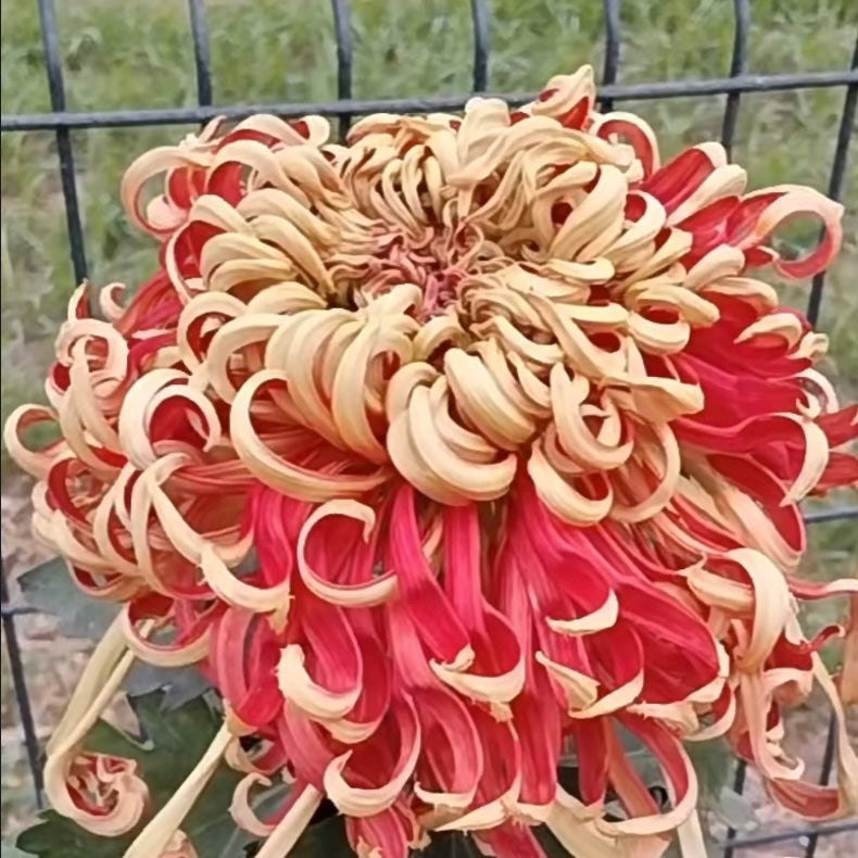 Large Mum Collections