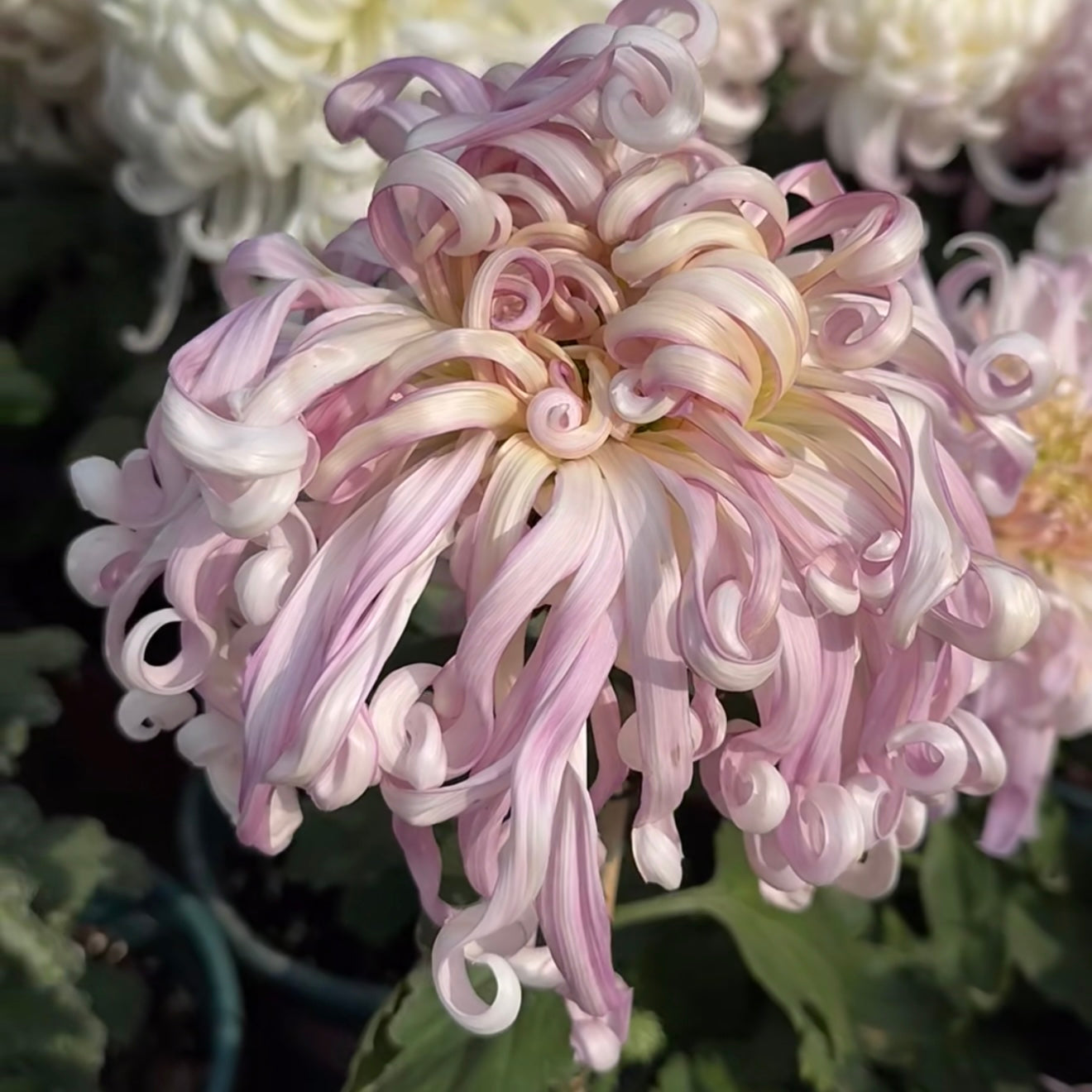 Large Mum Collections