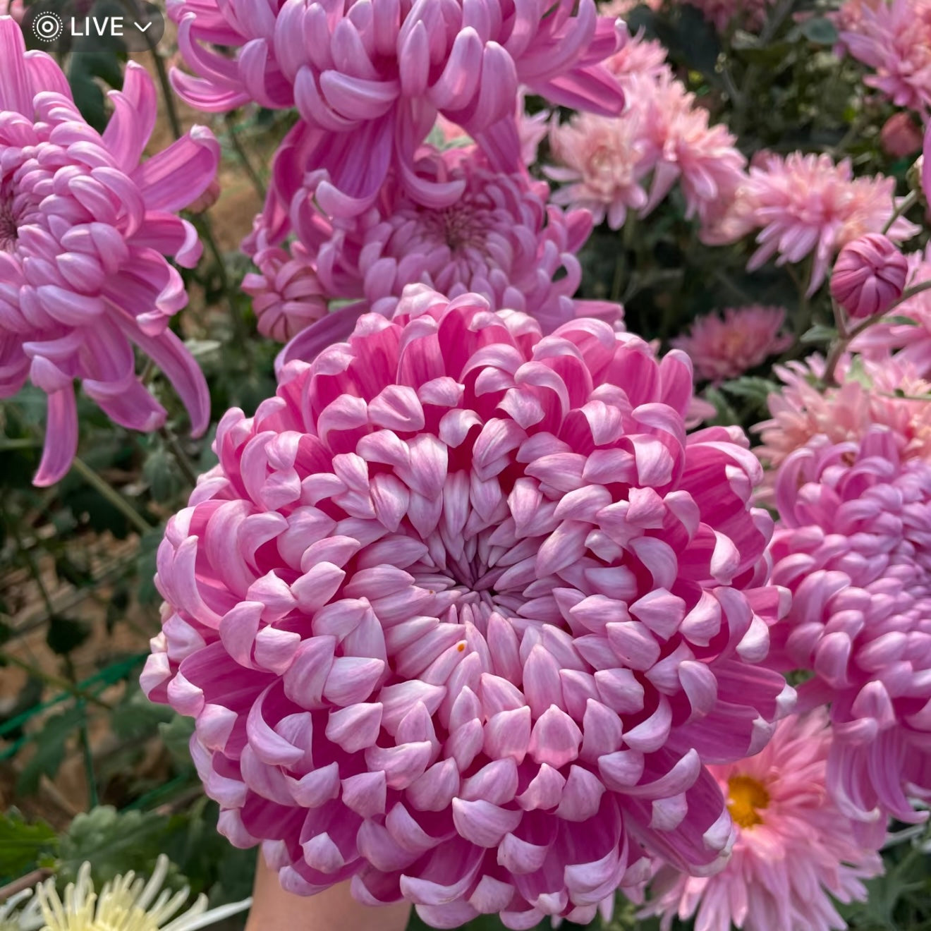 Large Mum Collections