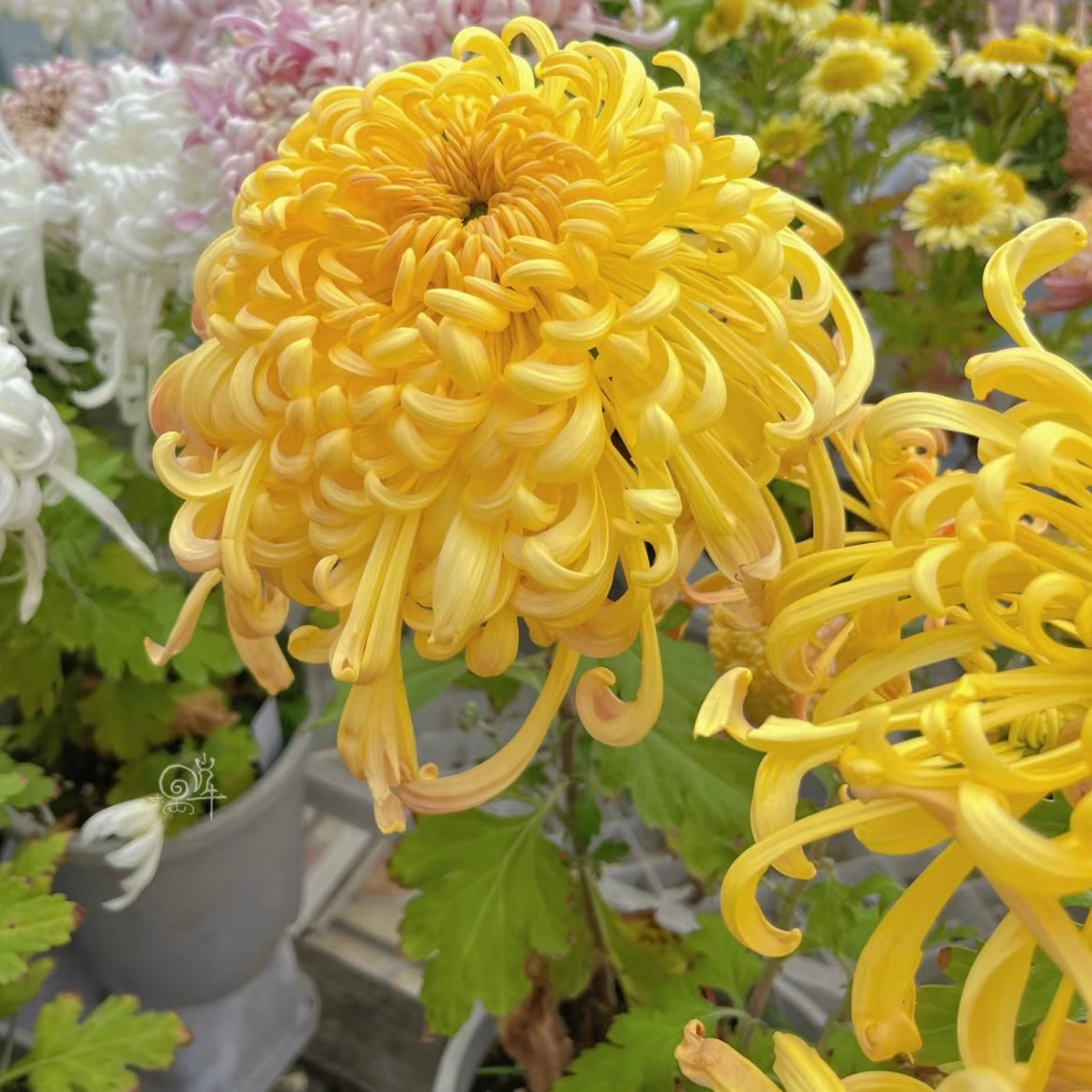 Large Mum Collections