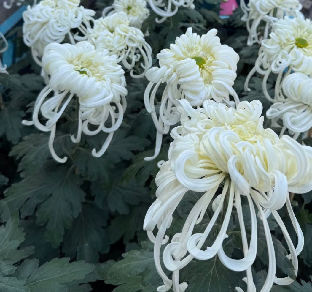 Large Mum Collections