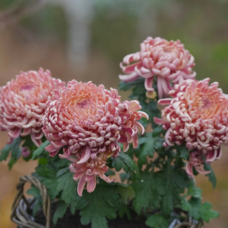 Large Mum Collections