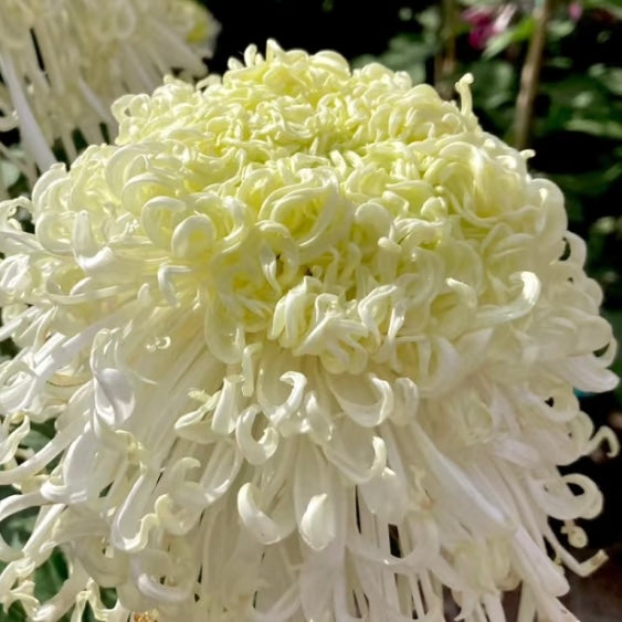 Large Mum Collections
