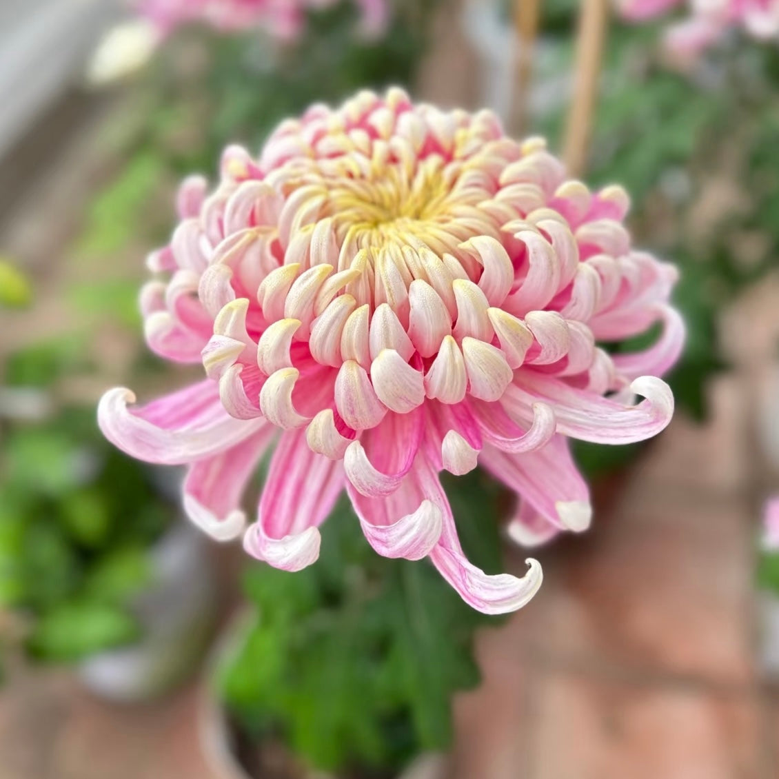 Large Mum Collections
