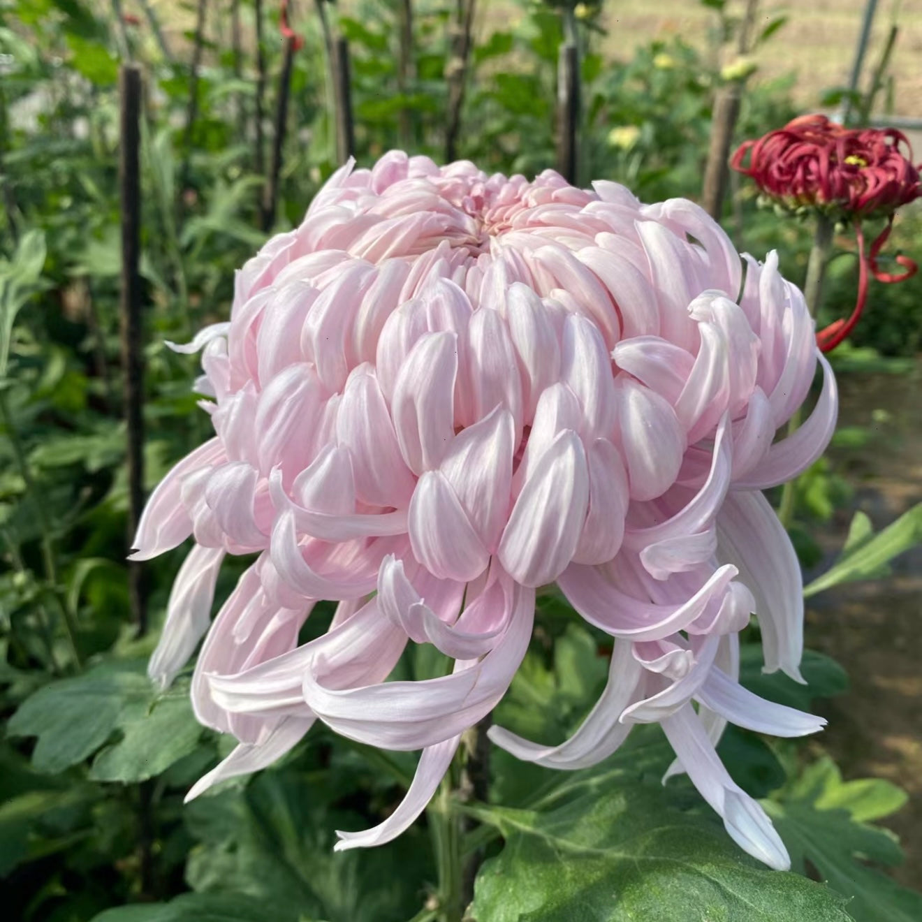 Large Mum Collections