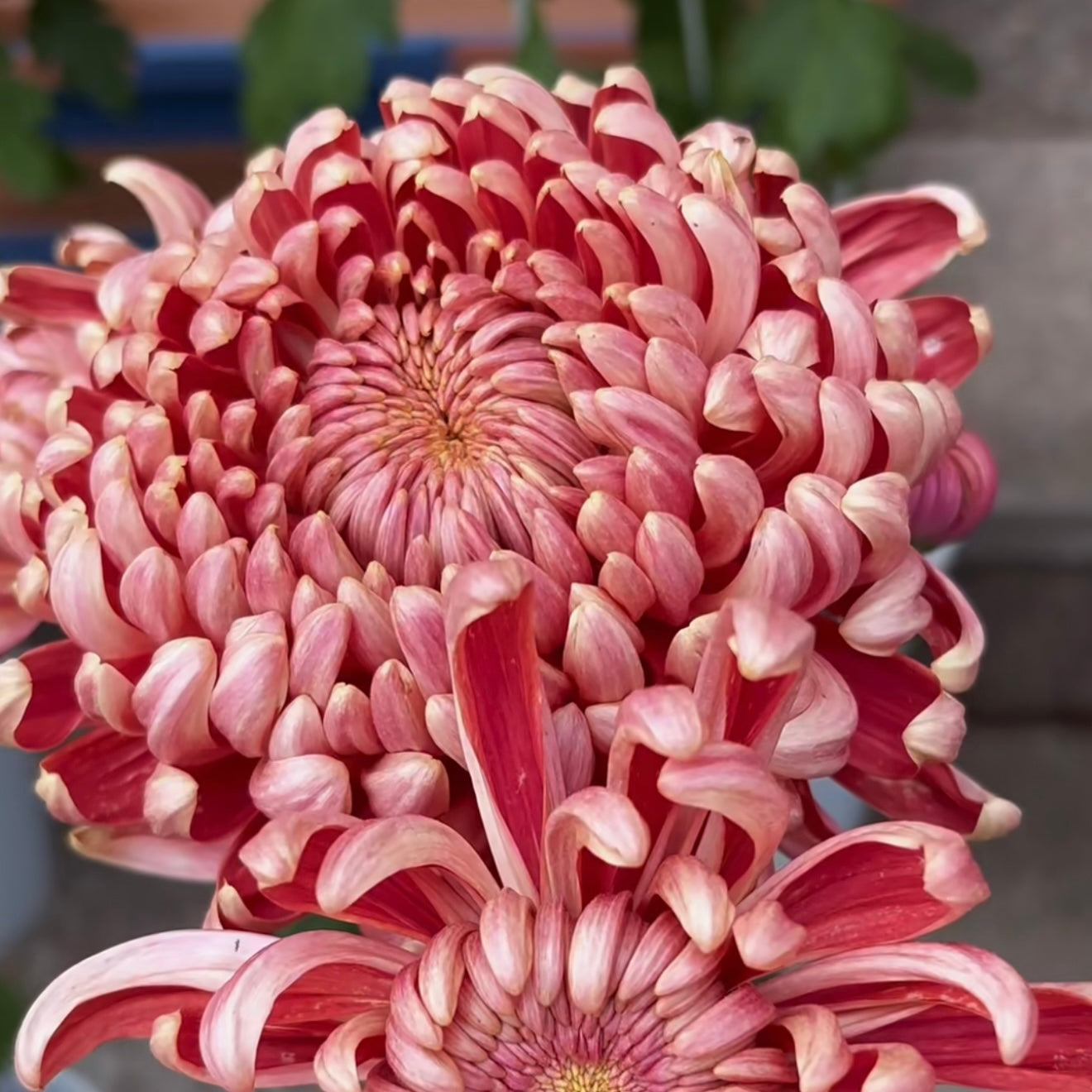 Large Mum Collections
