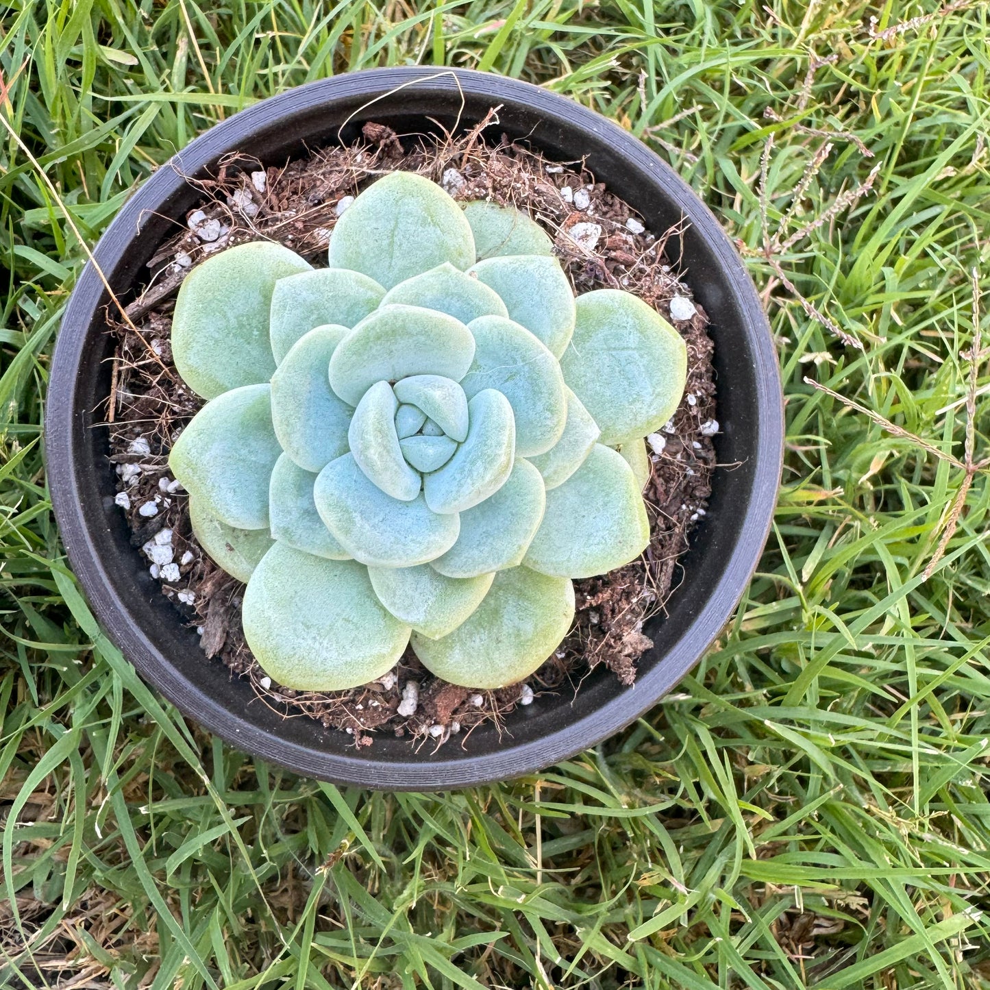 Echeveria “Ice Green”