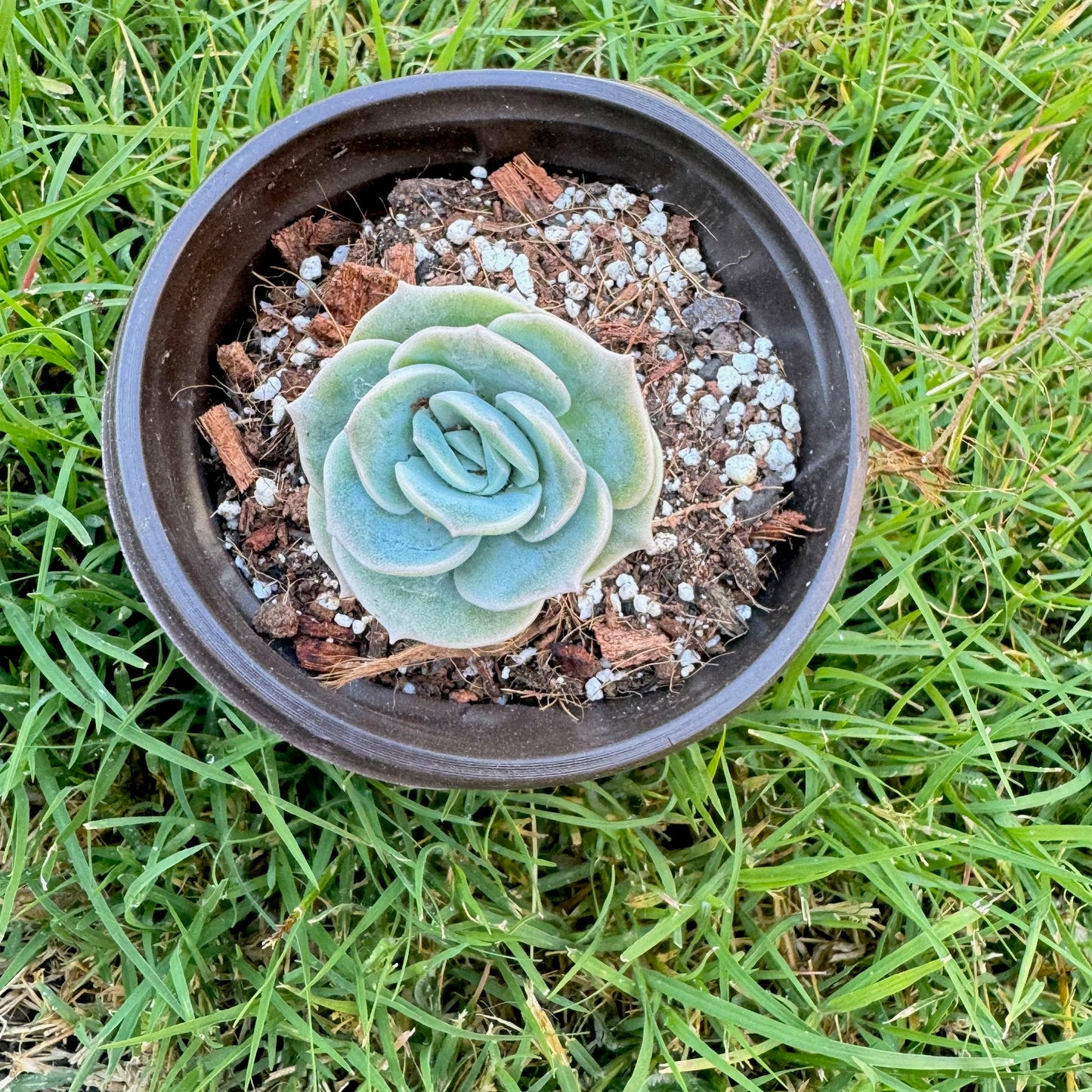 Echeveria Lovely Rose