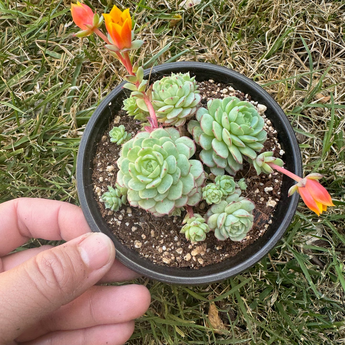 Echeveria Little Red Boat