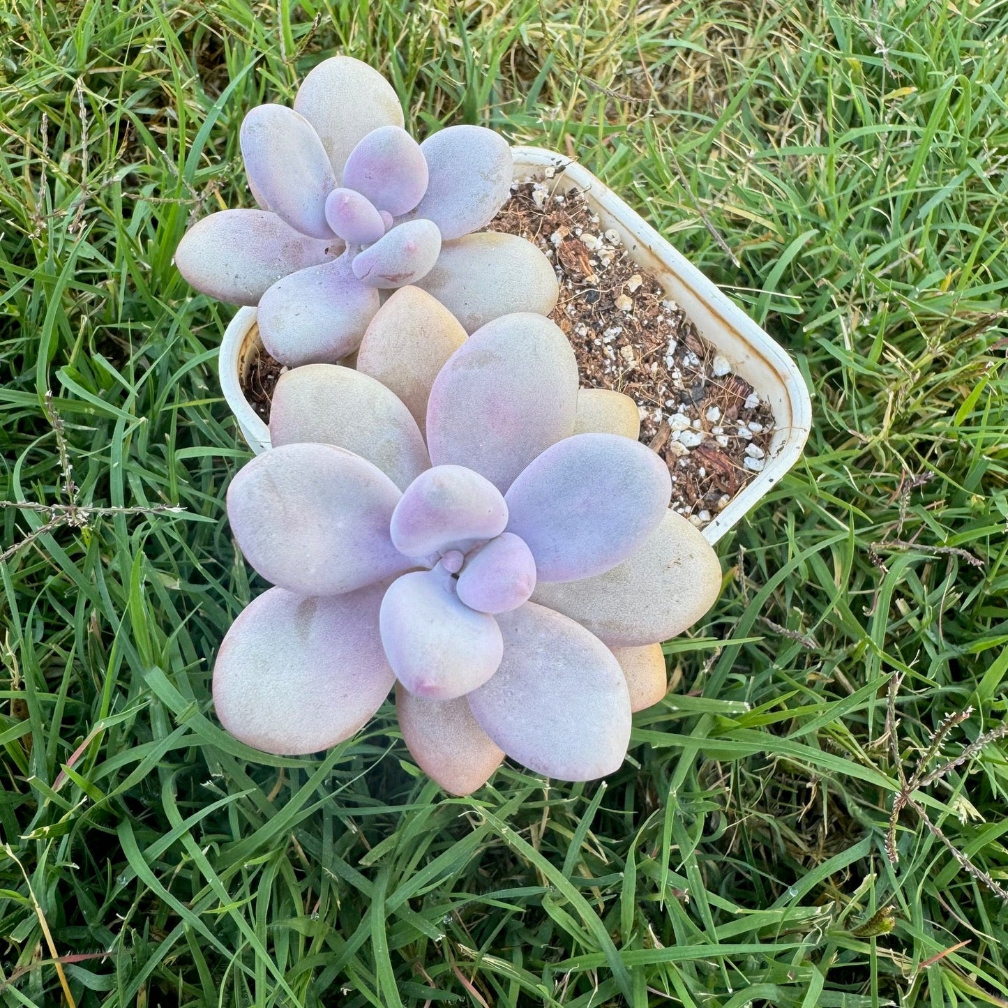 Graptopetalum Amethystinum