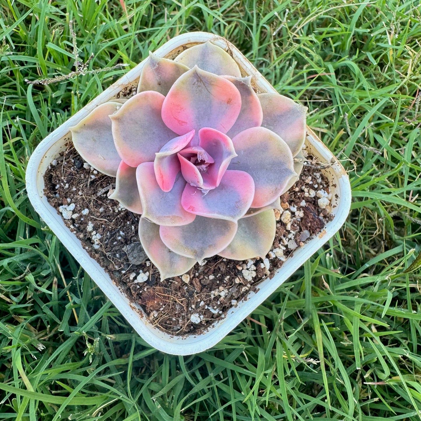 Echeveria Rainbow Variegated