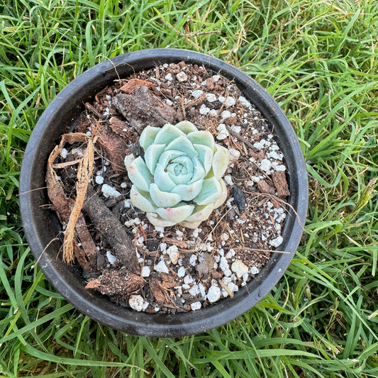 Echeveria Elegance