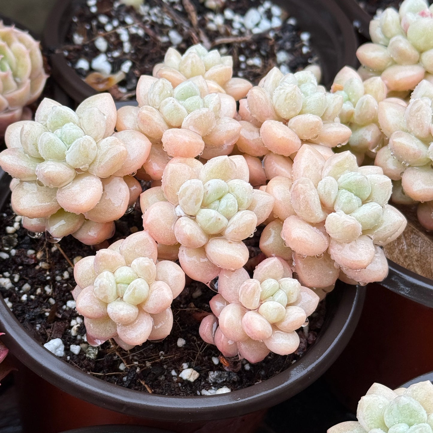 Graptopetalum “Bubble Candy”