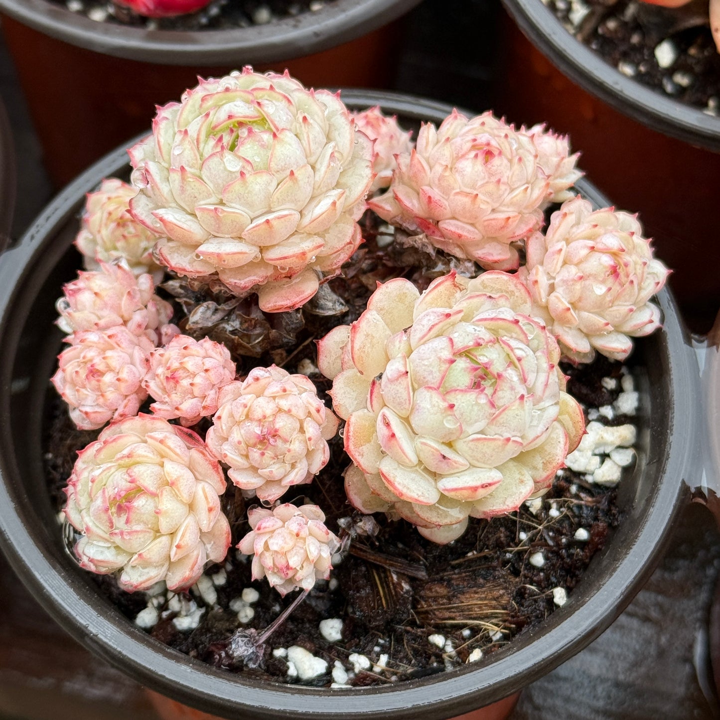 Echeveria Little Red Boat