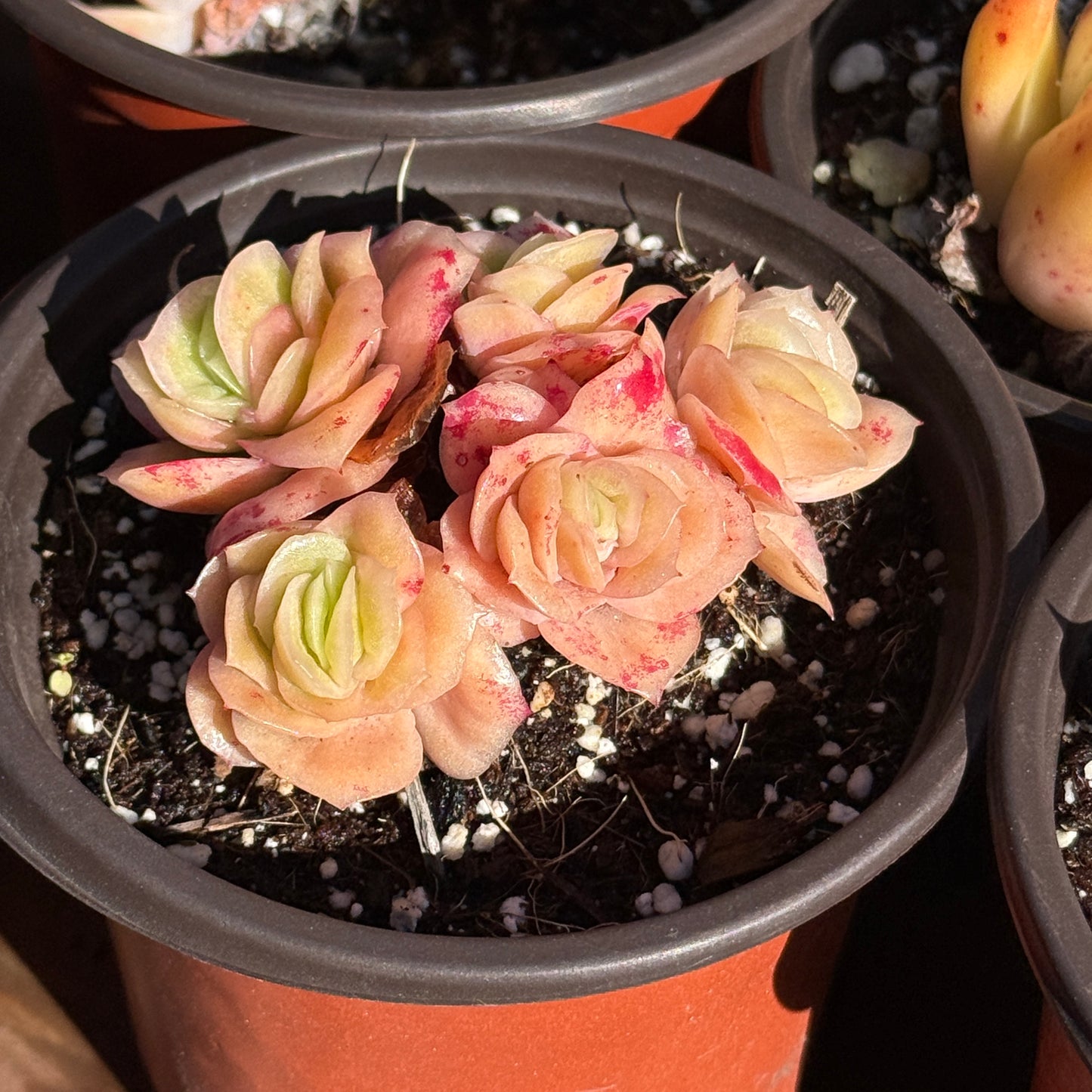 Echeveria Ice Rose Variegated