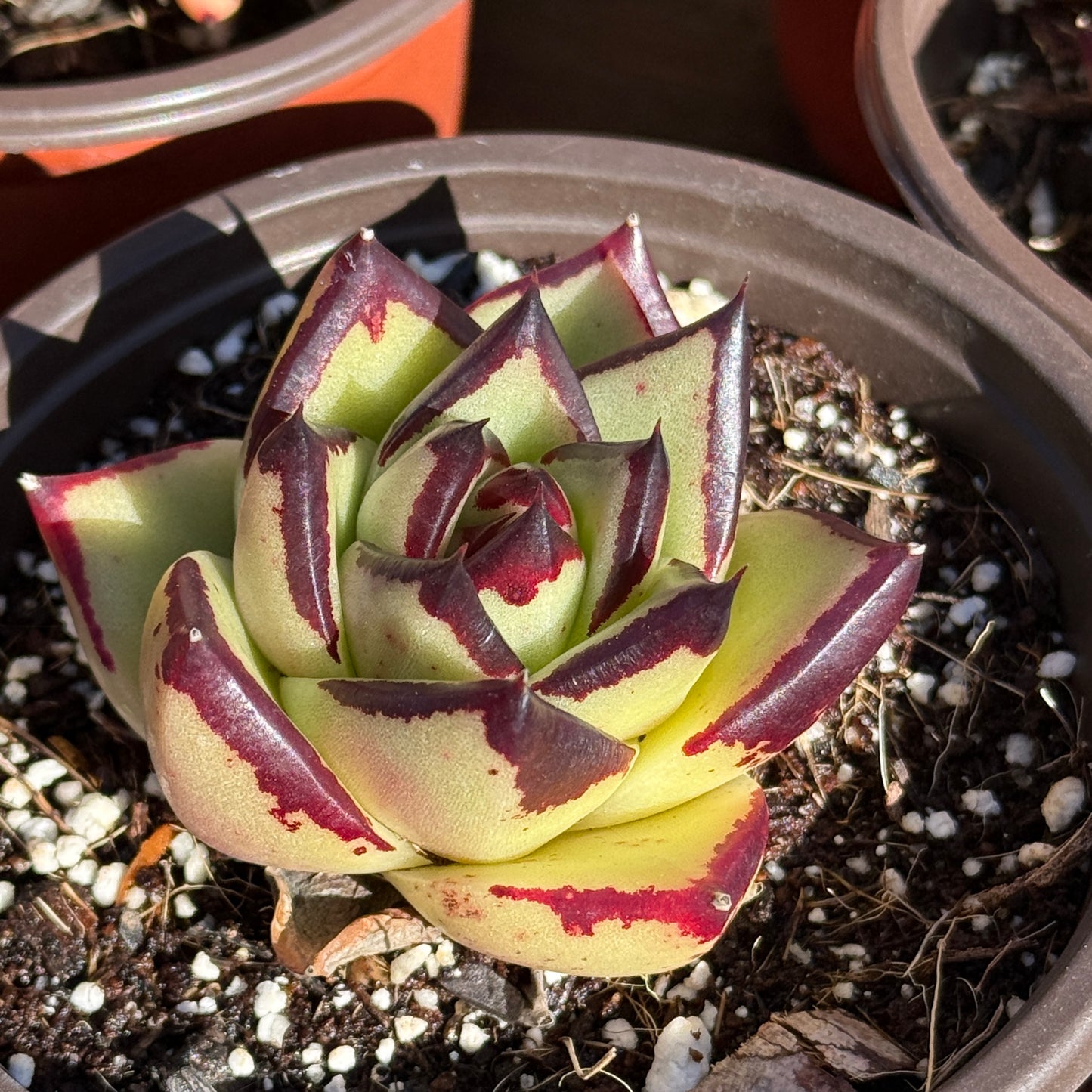 Echeveria Ebony