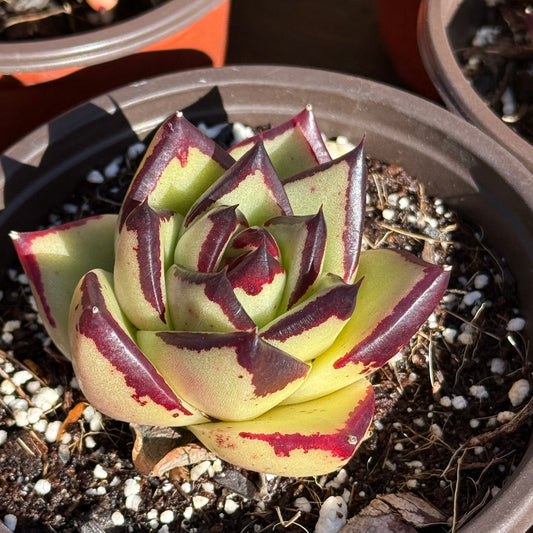 Echeveria Ebony