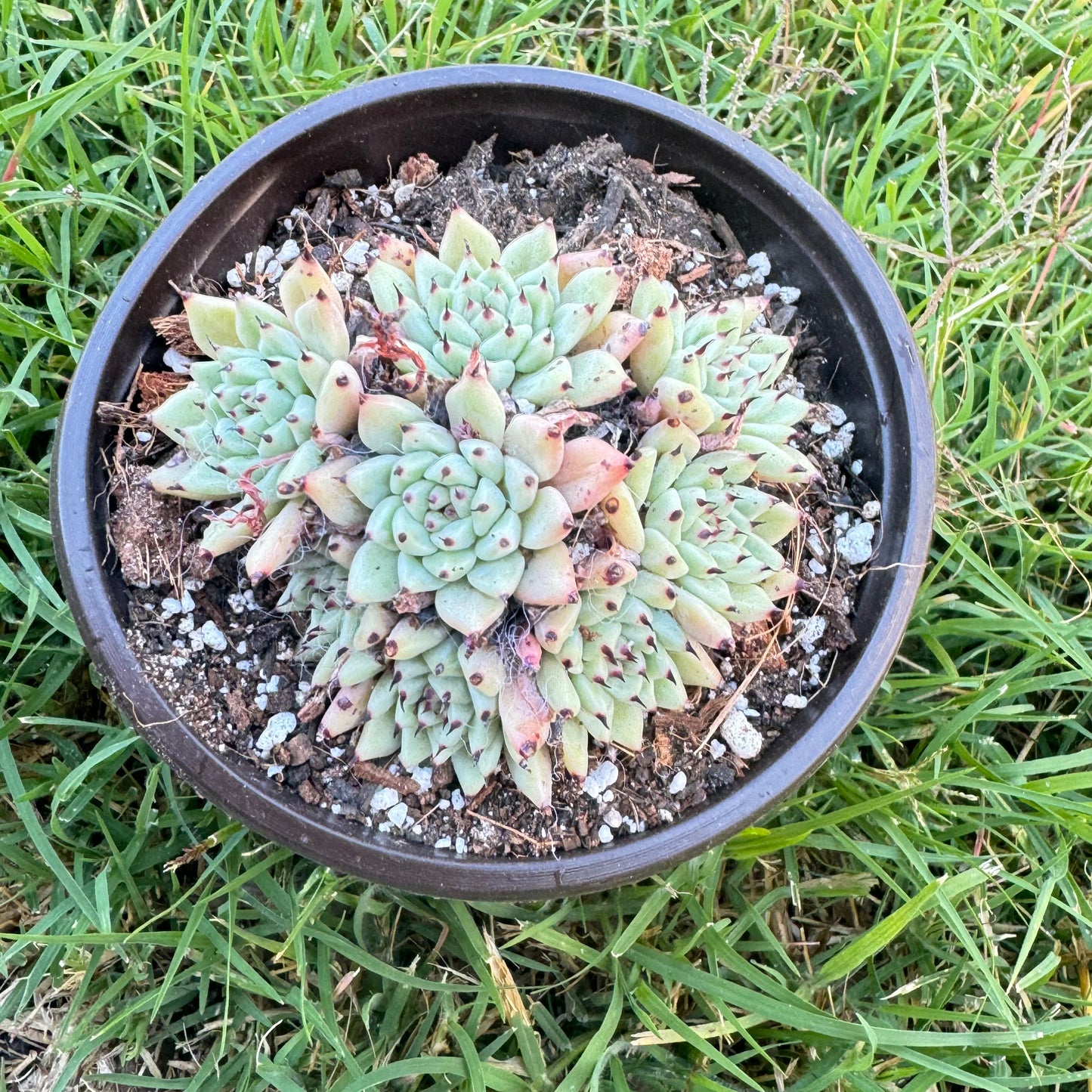 Echeveria cuspidata var.zaragozae