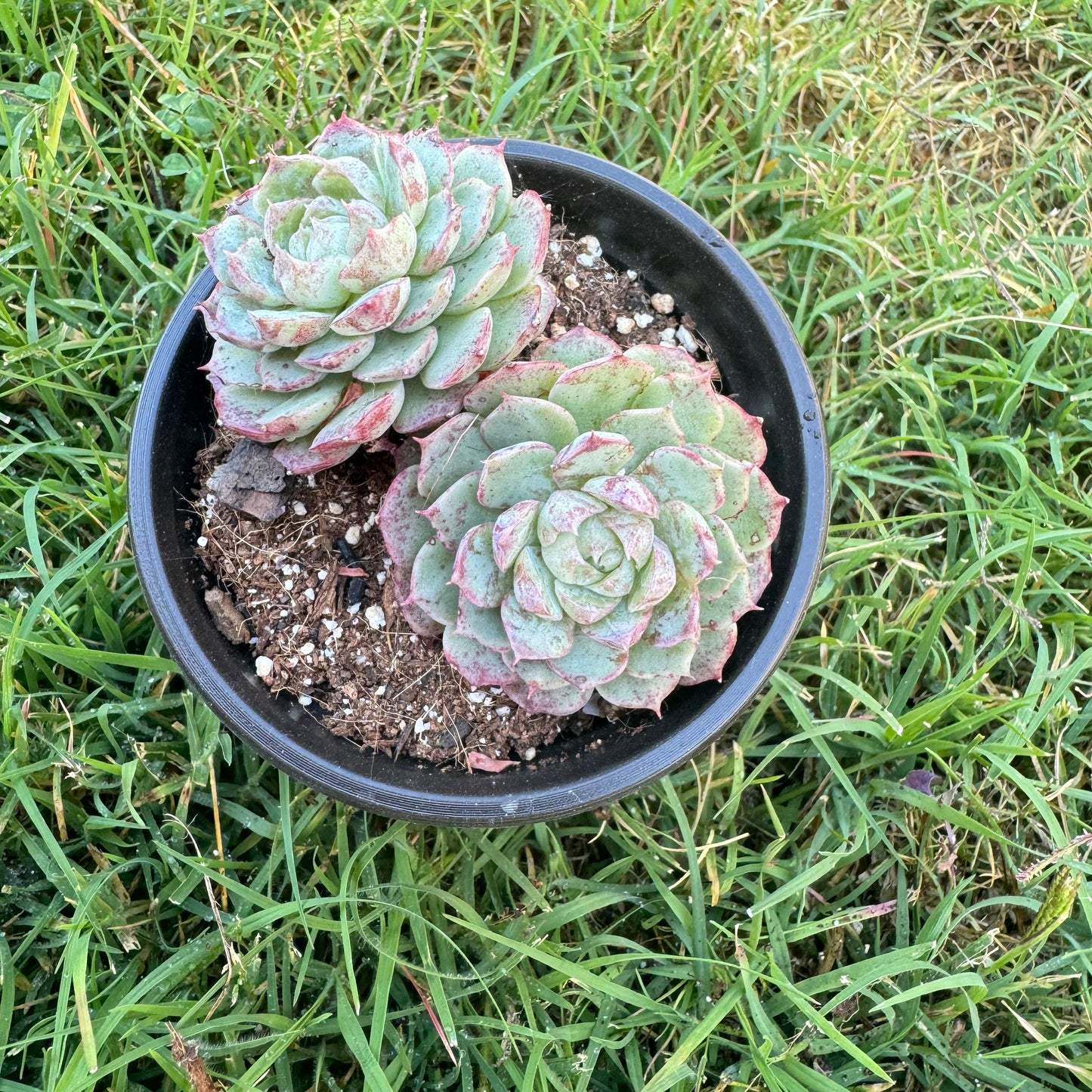 Echeveria Red Hole